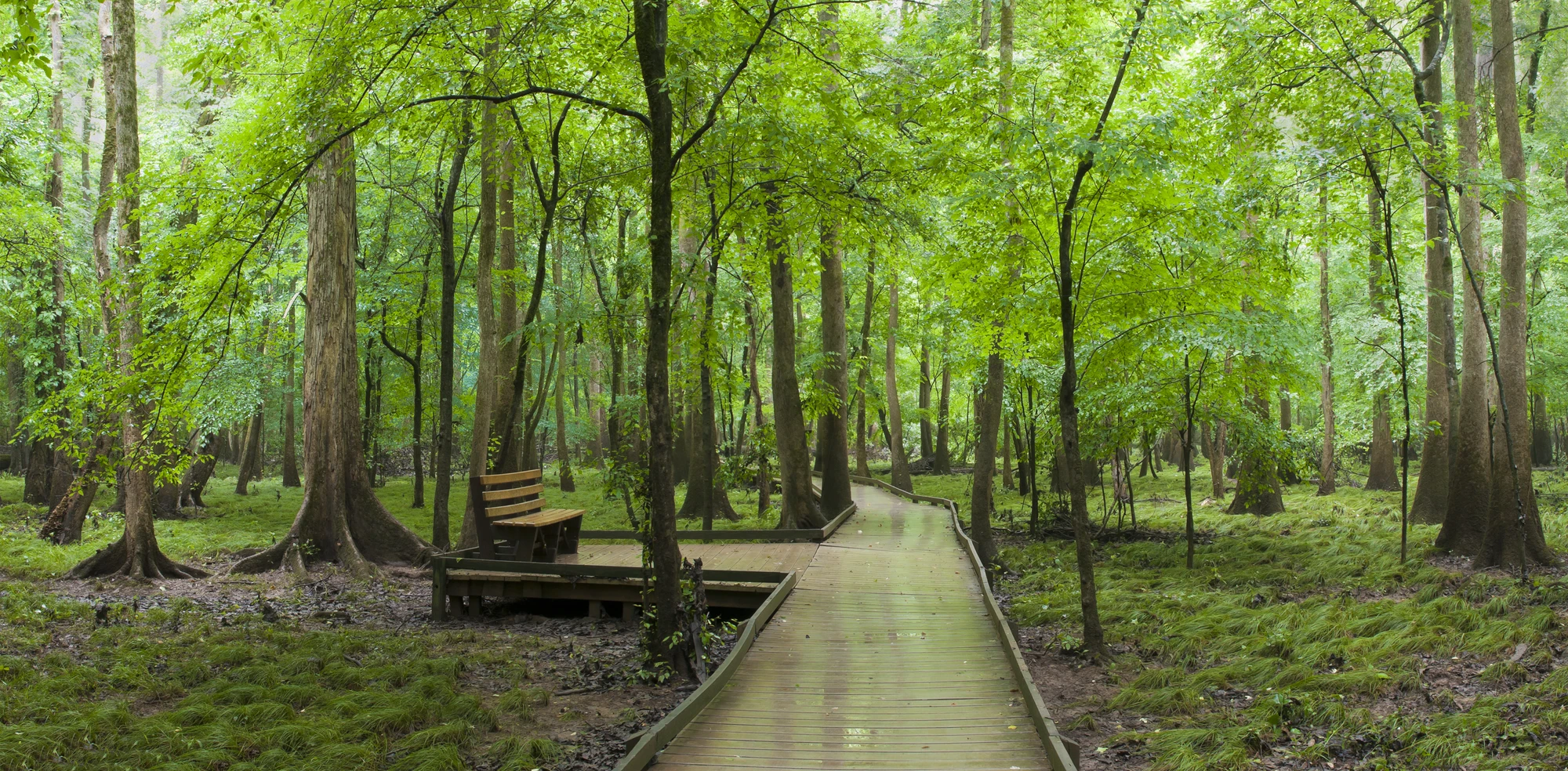 Beneath the Cathedral of Cypress: Walking and Paddling Congaree's Floodplain Wilderness