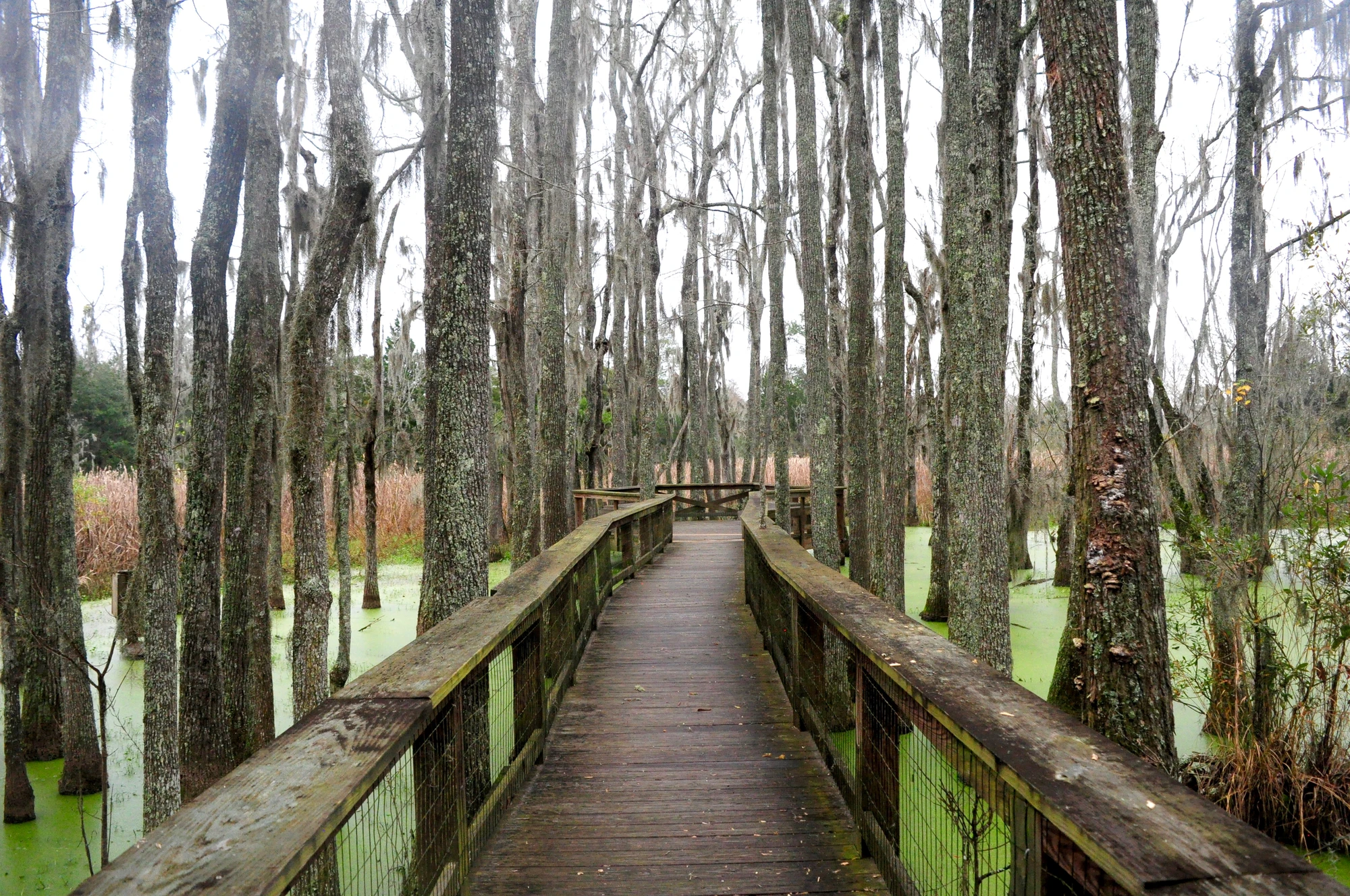 Into the Lowcountry: Walking the Audubon Swamp Garden at Magnolia Plantation