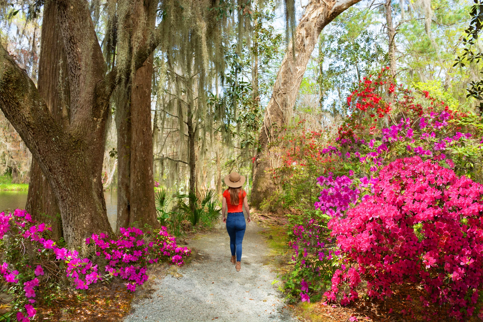 Magnolia’s Quiet Revolt: Walking the Historic Gardens of Charleston’s Lowcountry