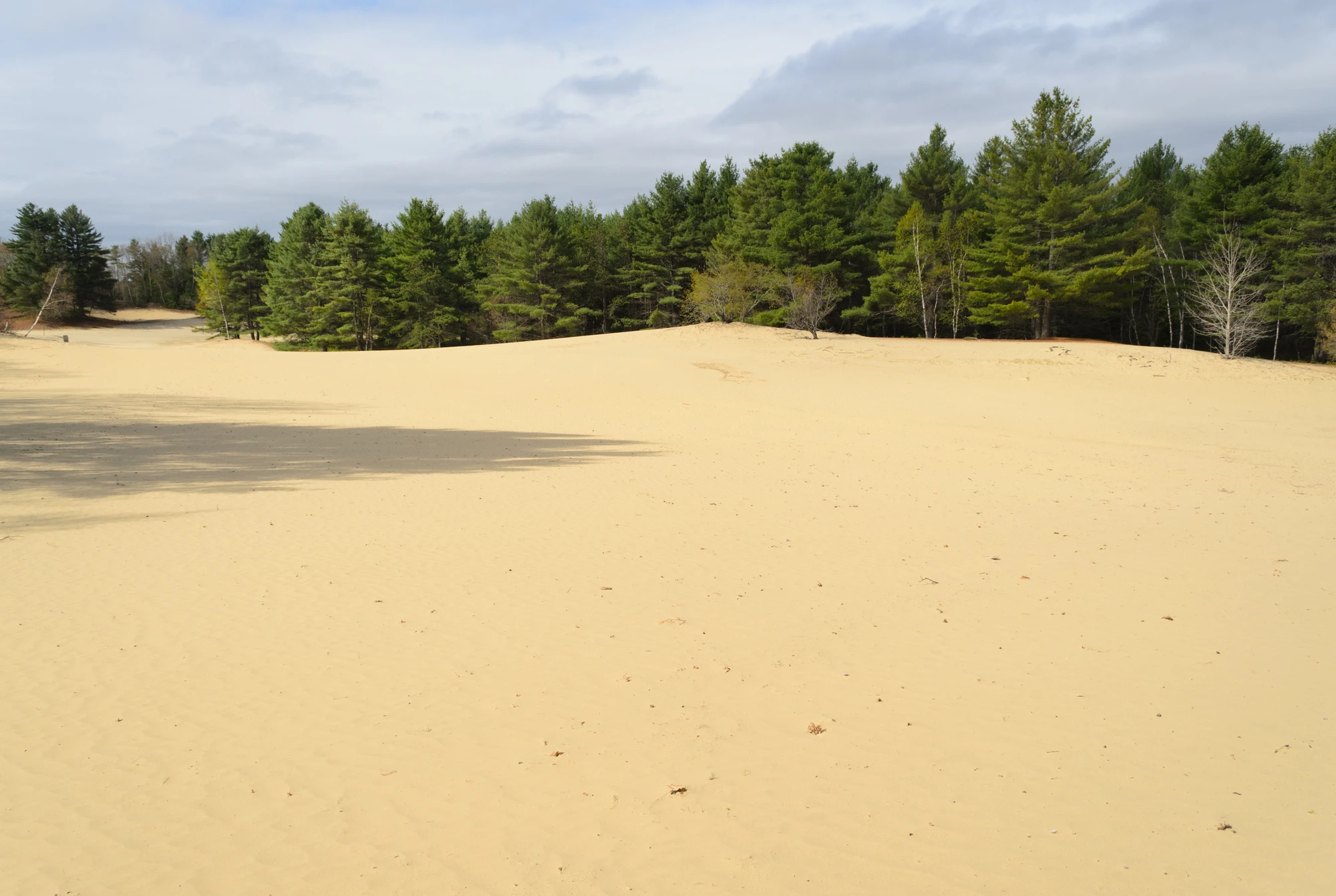 When Pine Meets Sand: Exploring the Desert of Maine